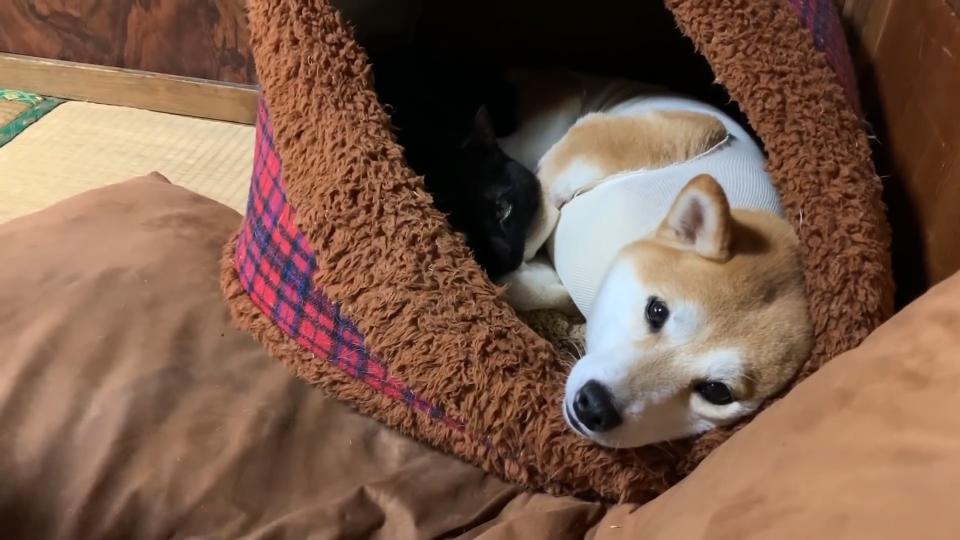 わざわざ狭い所でくっついて寝る犬と猫 動物