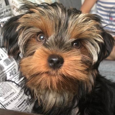 Thamara Kethellyn Borges