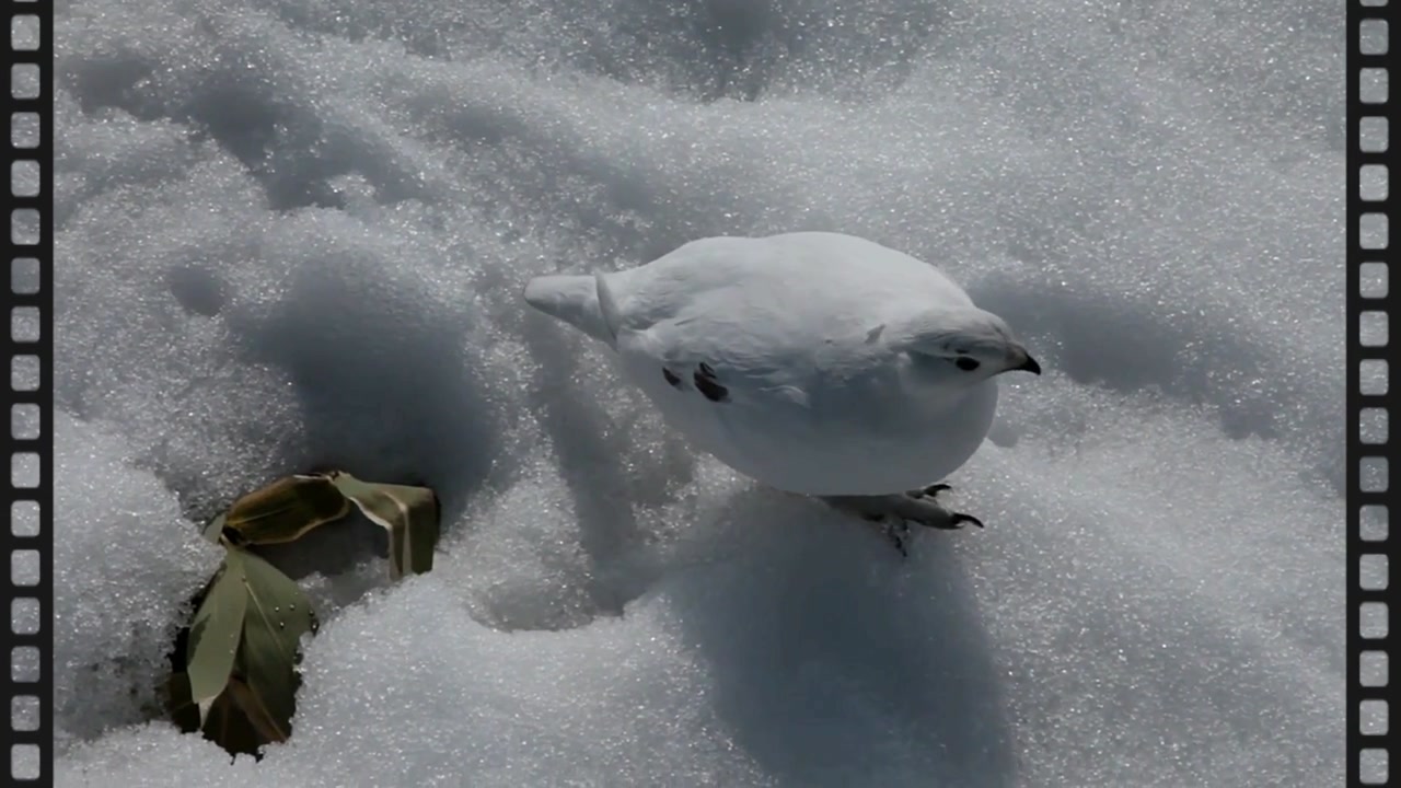 雷鳥 雪の上を歩く姿がとっても可愛い