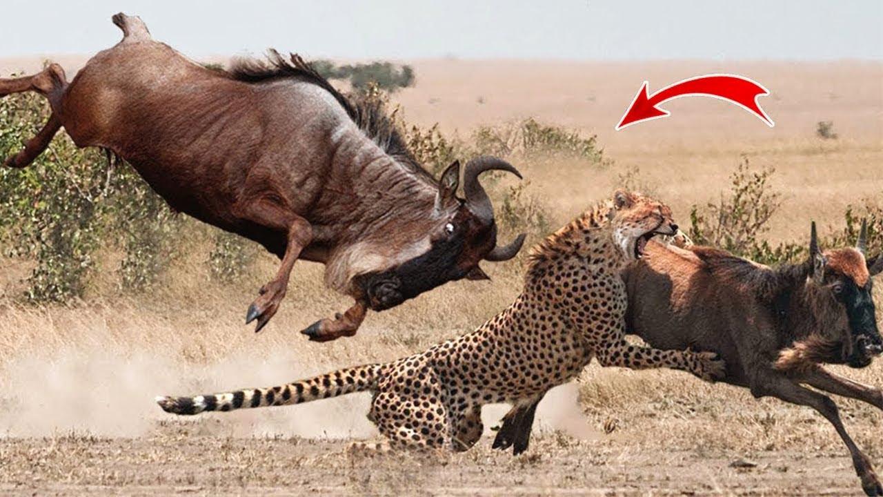 ヒョウの最も恐ろしい狩りのトップ 強いのはゴリラ王 ライオン ウンピョウ ヌー