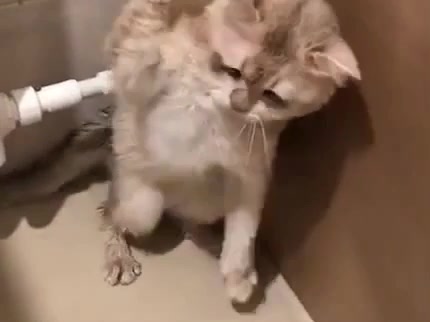 猫を蹴り飛ばした結果 ビビってるww