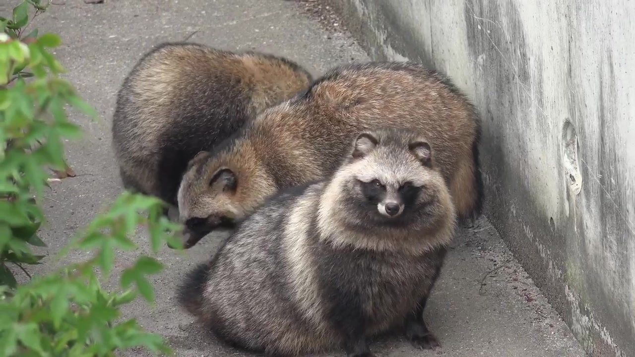 癒されタヌキ コロコロに太ったタヌキがかわいい