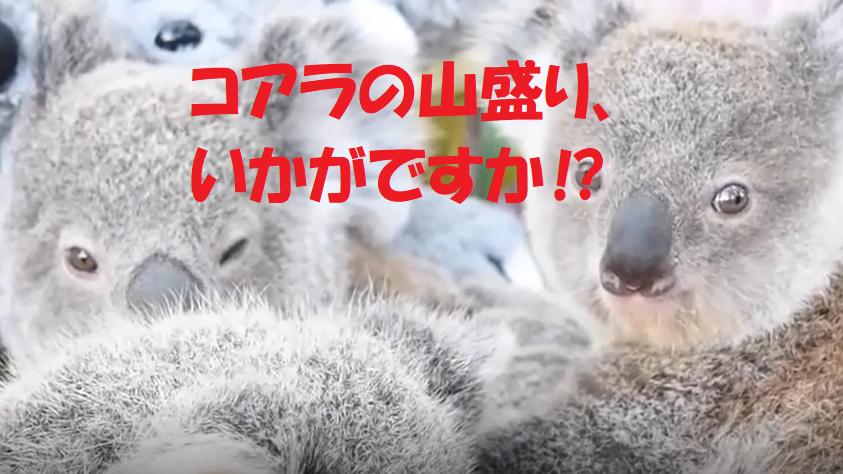 可愛いコアラがいっぱい