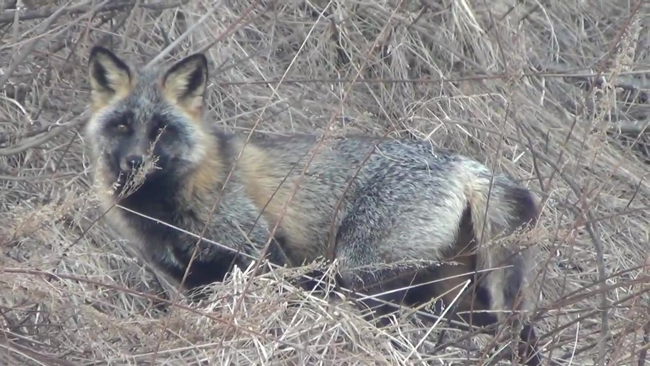 奇跡の犬 タヌキとシェパードの間から生まれた子がやばすぎる