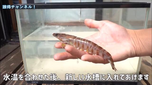 スーパーで買った車エビを自宅の水槽で一ヶ月飼育したら 驚きの結果に腰が抜けたわ