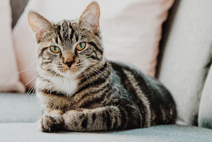 Loucos Por Gatos 😻