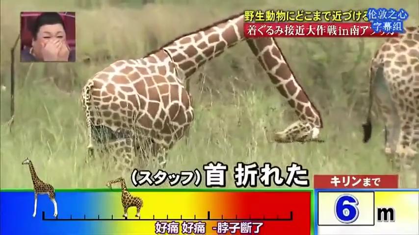 狩野英孝野生動物にどこまで近づけるかでまさかの ｗｗ