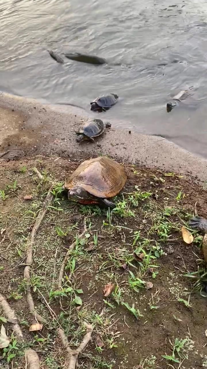 公園散歩 亀さん途中でひっくり返るけど自力で戻った