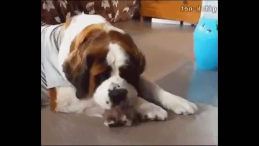 爆笑動画 ビックリ動物たち