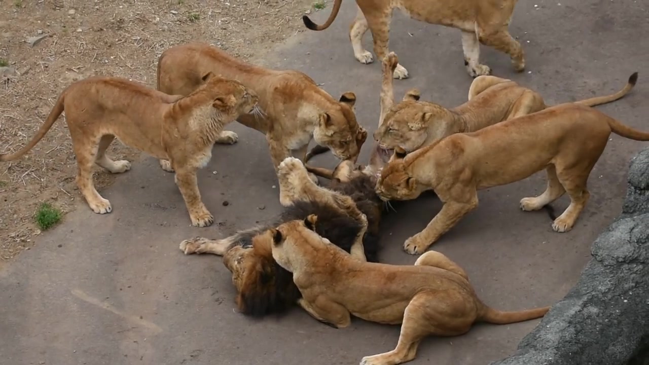 【衝撃】メスに襲われるライオンたち