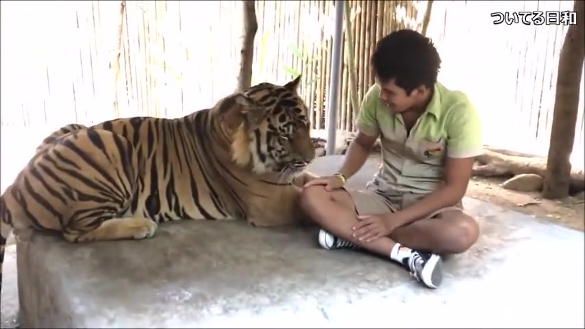小さいときから虎を飼うとこうなる 甘える仕草がカワイイ 癒し