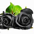 BlackRoses