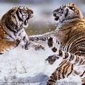 Wild Animal Fights