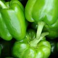 Green Pepper