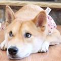 Haru the Shiba Inu