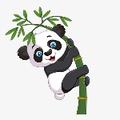 Panda Buzz