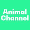 Animal Channel