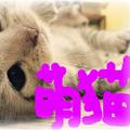 猫萌えチャンネル♡