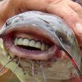 Catfish