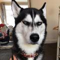Funny Husky