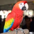 AFRICANGREYPARROT