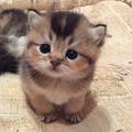Cute Kitty
