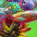 Chameleon
