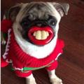 LOVE PUG