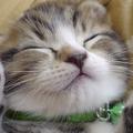 ネコ大好きKちゃん