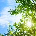 夏至のこもれび
