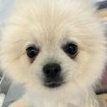ポメが好き