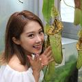 食虫植物女子代表うめみん＠相互100％