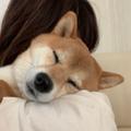 柴犬動画集【フォロー100%返し】
