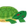 ボクは亀のトオルくん！