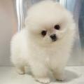 犬動画△ポメポメチャンネル