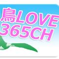 鳥LOVE365チャンネル