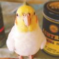 かわいいインコ・オウムch　相互