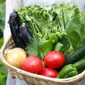 ふみちゃんの一からはじめる健康野菜づくり