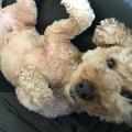 トイプードルのぺる