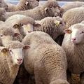 羊が10匹