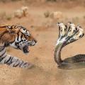 Animals Fight