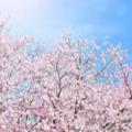 日本の桜ちゃんねる