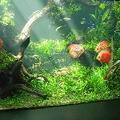アクアリウムになりたい