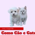 Como Cão e Gato