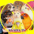 ©KYAPIA TV・きゃぴあてれび