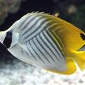 蝶々魚