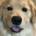 おもしろ！癒し！犬の動画チャンネル！