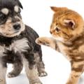 いぬ＆ねこ