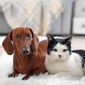 子猫と子犬