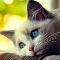 キュートで愛情のこもった子猫